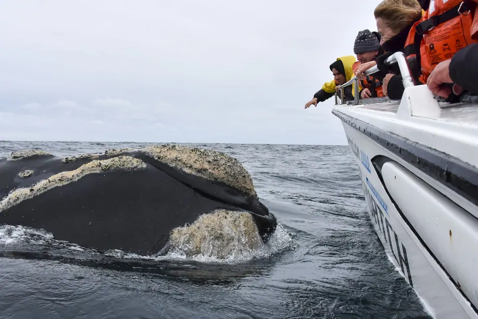 Avistaje de ballenas en Puerto Madryn