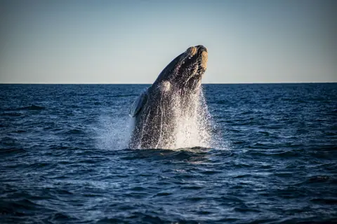 Avistaje de Ballenas