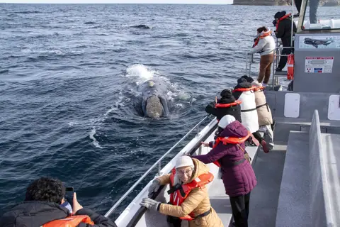 Encuentro cercano con Ballenas